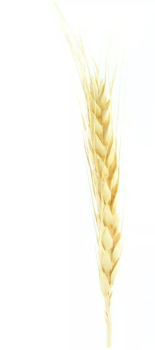 Пшеница бежевая